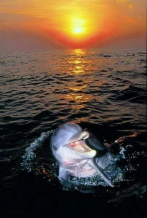 Aspra al delfino bianco, Bagheria